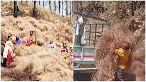 उत्तराखंड: अब 50 रुपये प्रति किलो की दर से पिरूल खरीद का प्रस्ताव तैयार, सरकार की मंजूरी का इंतजार